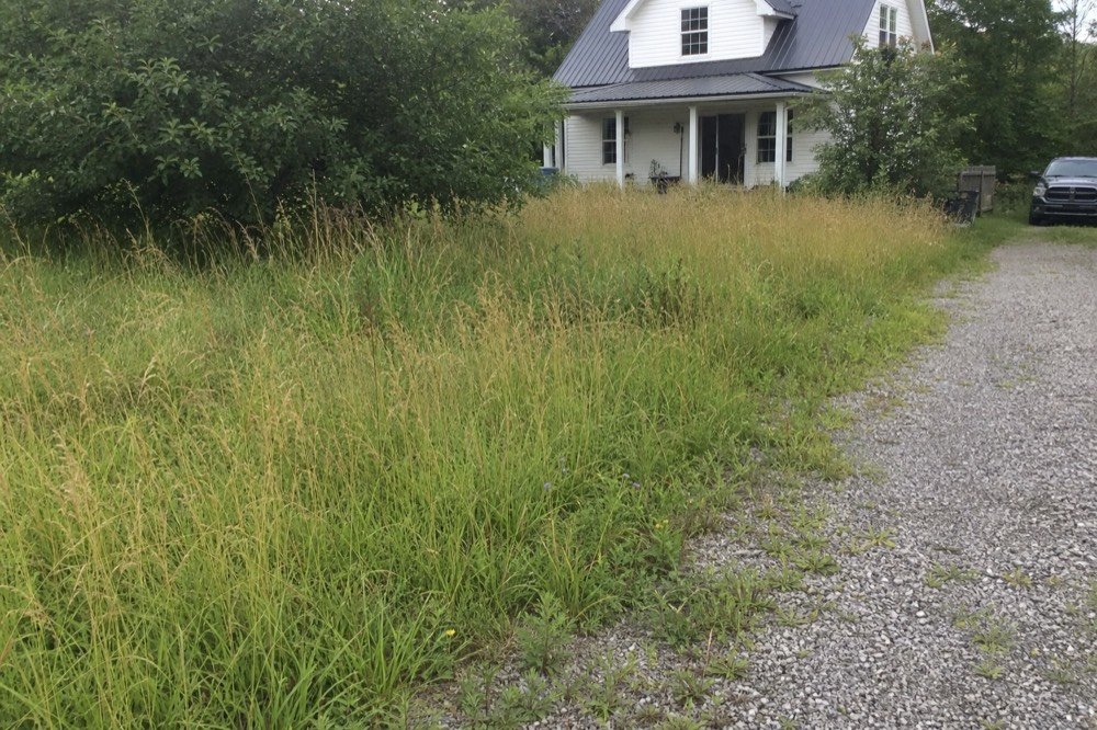lawn care & cleanup before — overgrown property near De Mossville, KY
